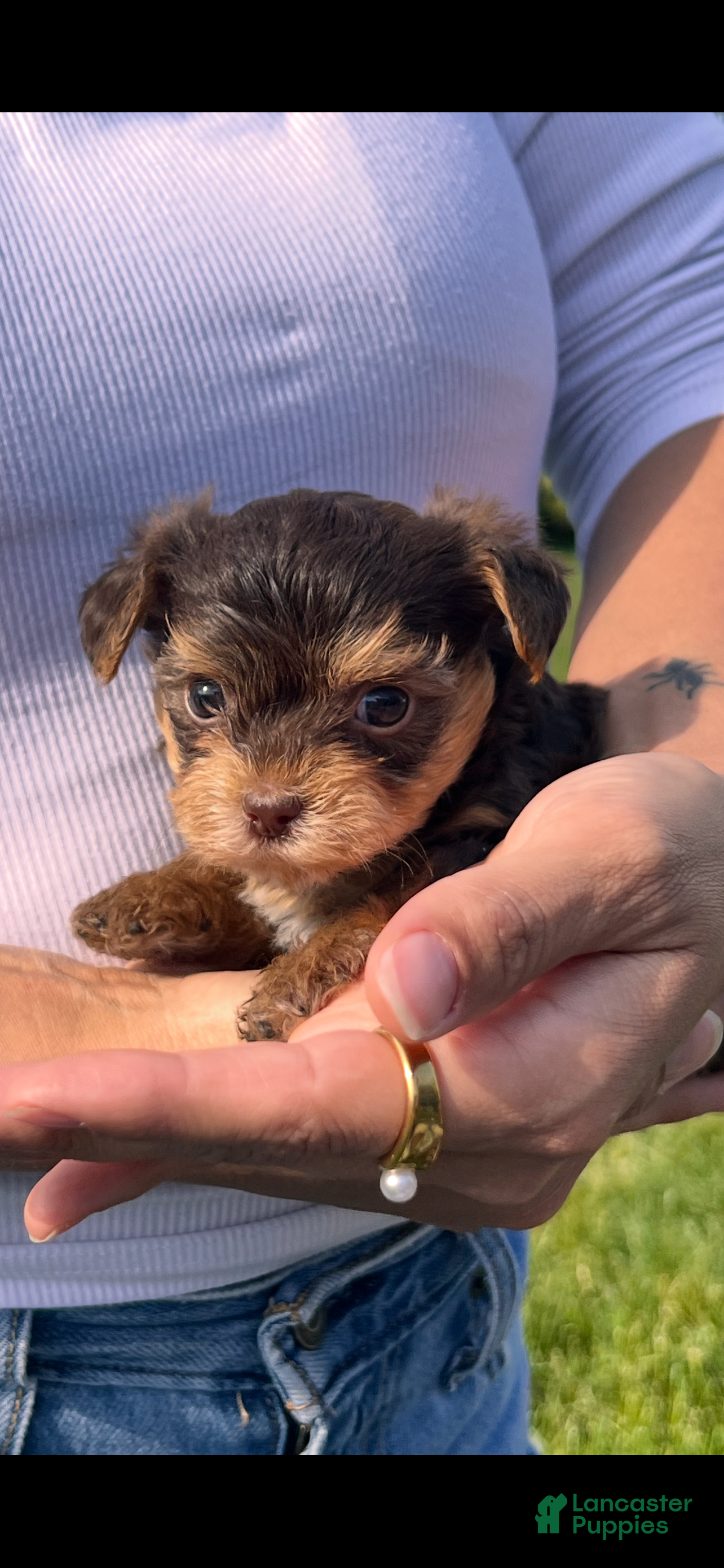 Morkie dogs Reese - Ad 2