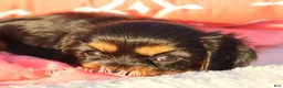 Cavalier King Charles Spaniel dogs for sale: Luna - Ad 7