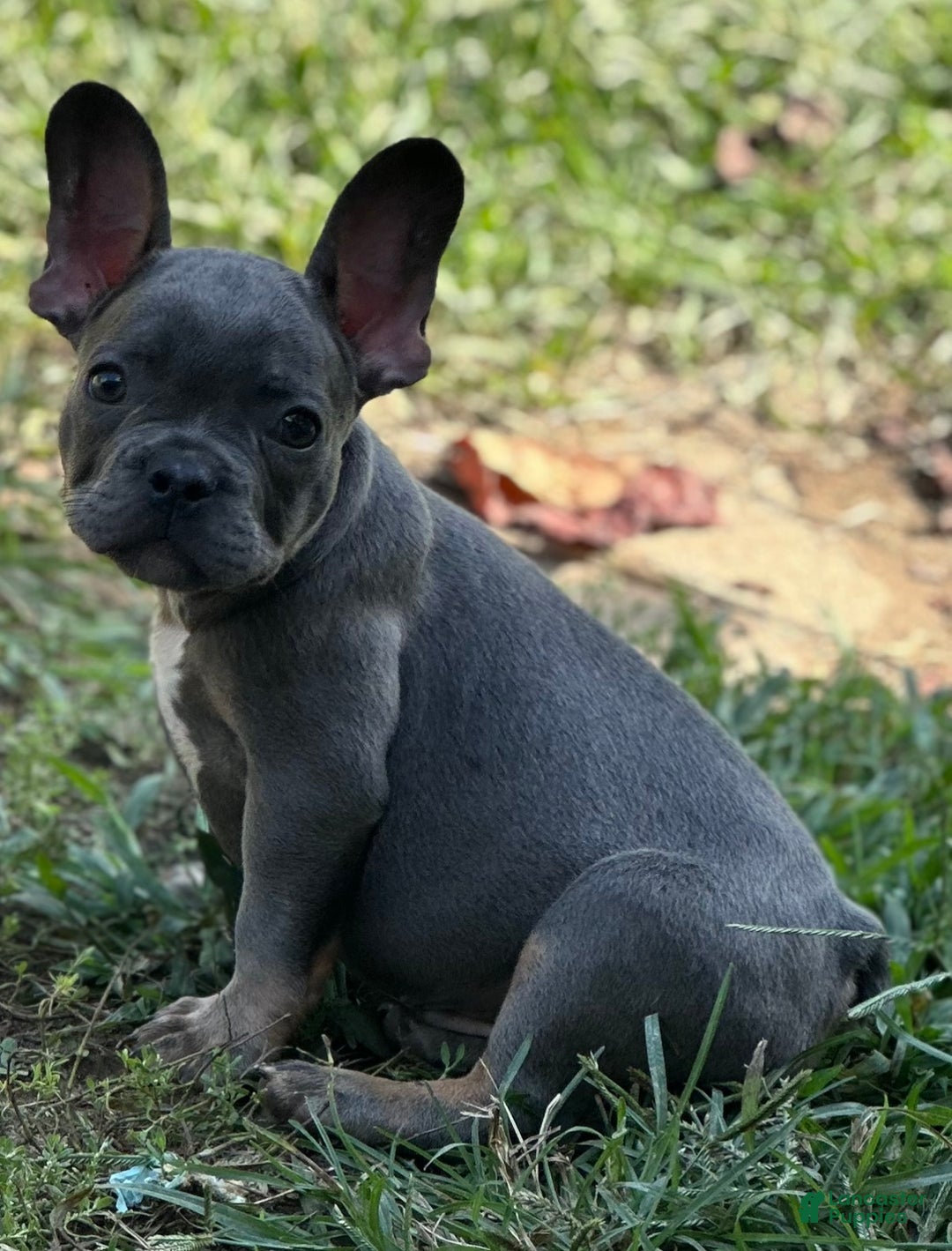 French Bulldog dogs for sale: French Bulldog Puppy 1 - Ad 2