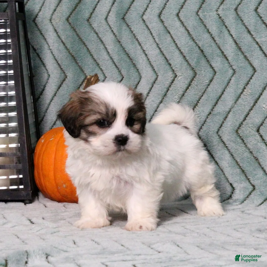 Teddy Bear dogs for sale: Ivan - Ad 5
