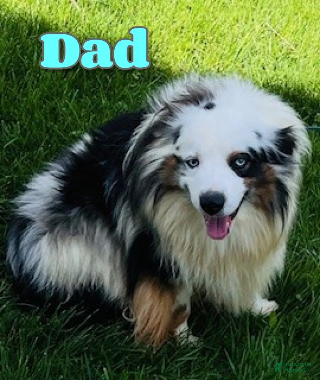 Miniature Australian Shepherd dogs for sale: Lena - Ad 8