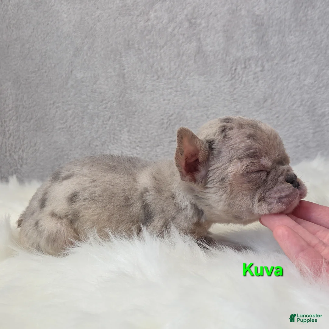 Mixed Breed dogs for sale: Kuva - Ad 5