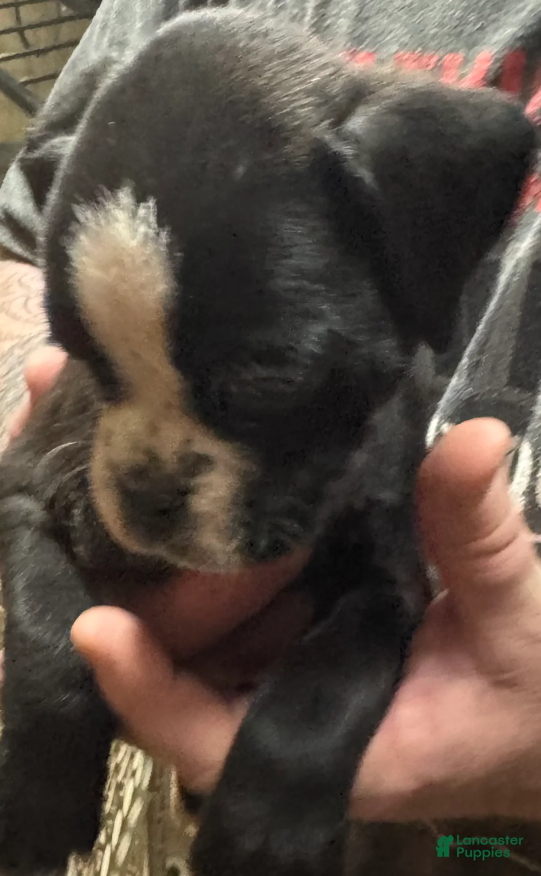 Boxer dogs for sale: Roxie - Ad 2