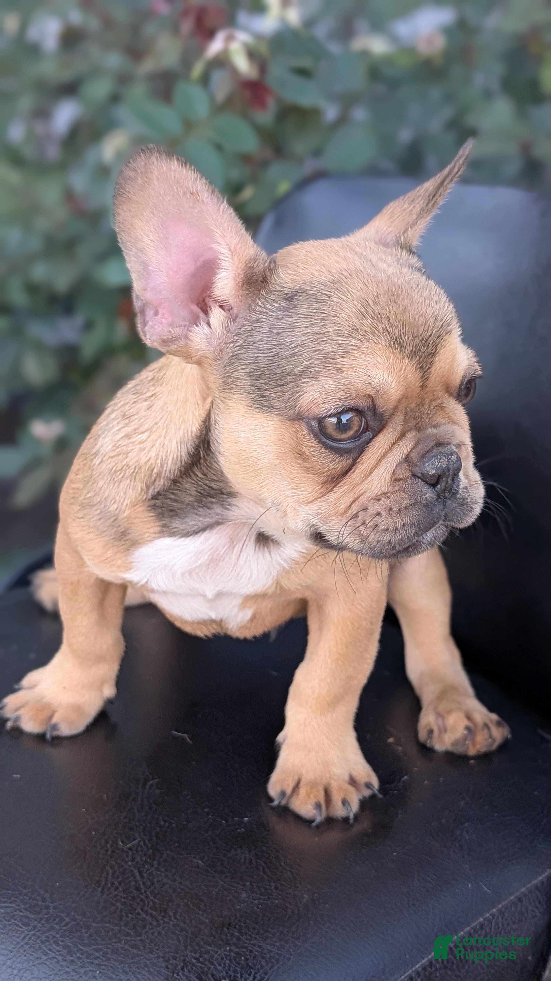 French Bulldog dogs Xander - Ad 2