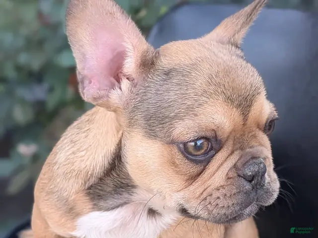 French Bulldog dogs for sale: Xander - Ad 2
