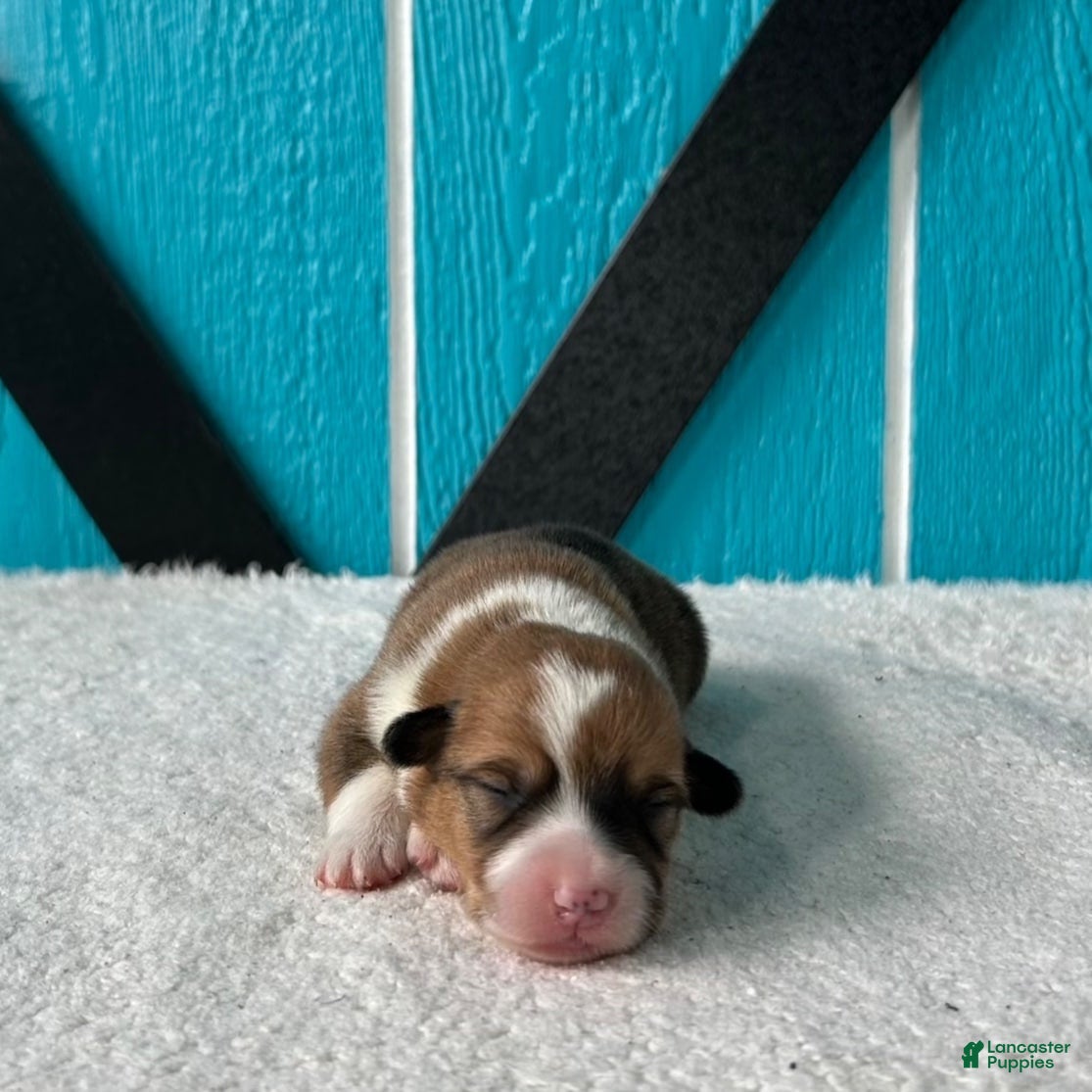 Welsh Corgi Pembroke dogs Blaise Welsh Corgi Pembroke Puppy  - Ad 2