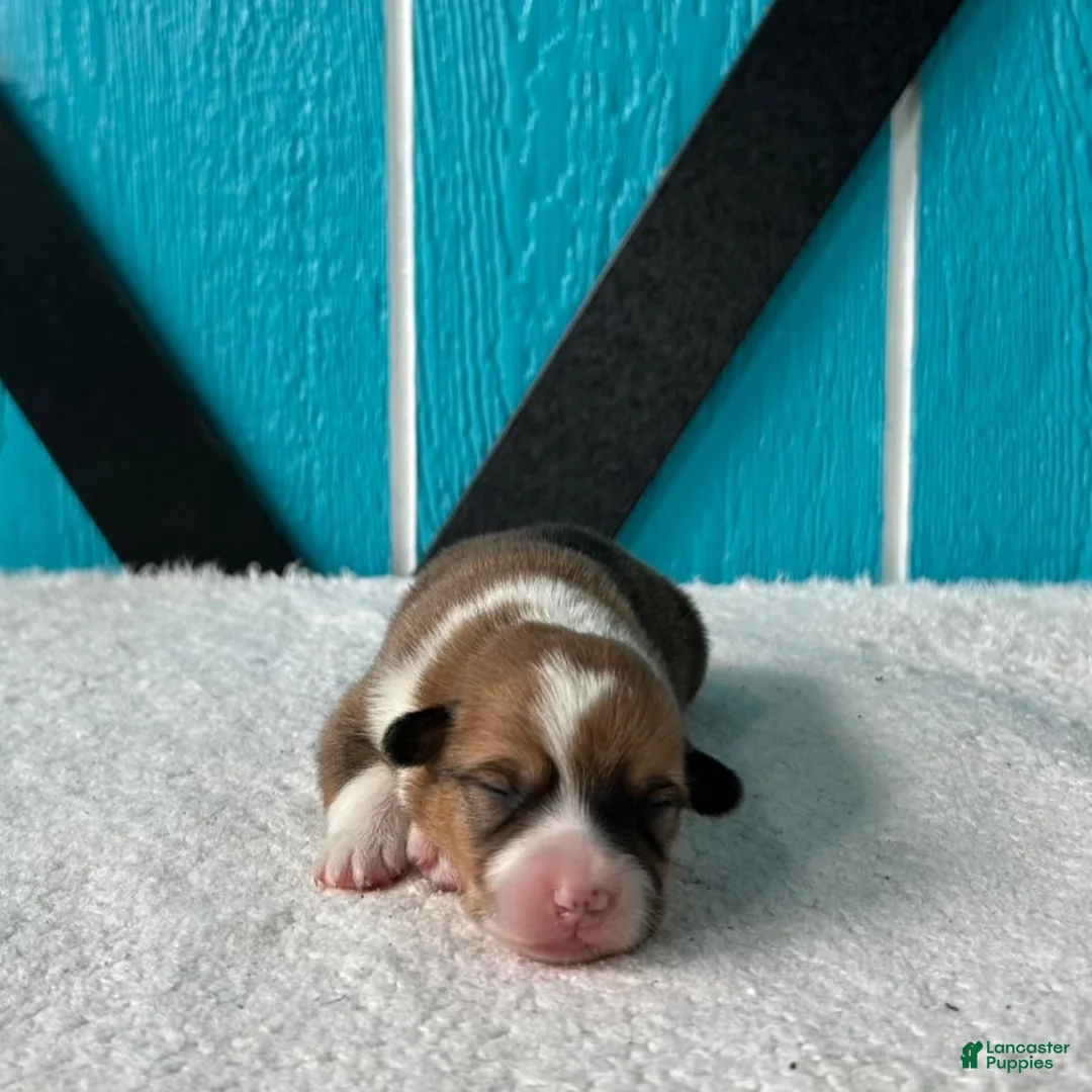 Welsh Corgi Pembroke dogs for sale: Blaise Welsh Corgi Pembroke Puppy  - Ad 2