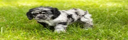 Cocker Spaniel dogs for sale: Cash  - Ad 3