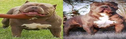 American Bully dogs for sale: American Bully Puppy 7 - Ad 7