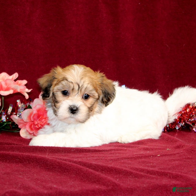 Teddy Bear dogs Zippy - Ad 38