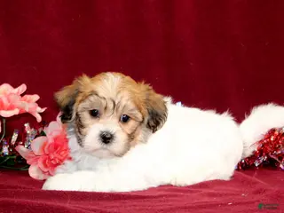 Teddy Bear dogs Zippy - Ad 38