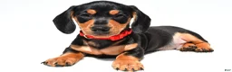Miniature Dachshund dogs for sale: Theo - Ad 1