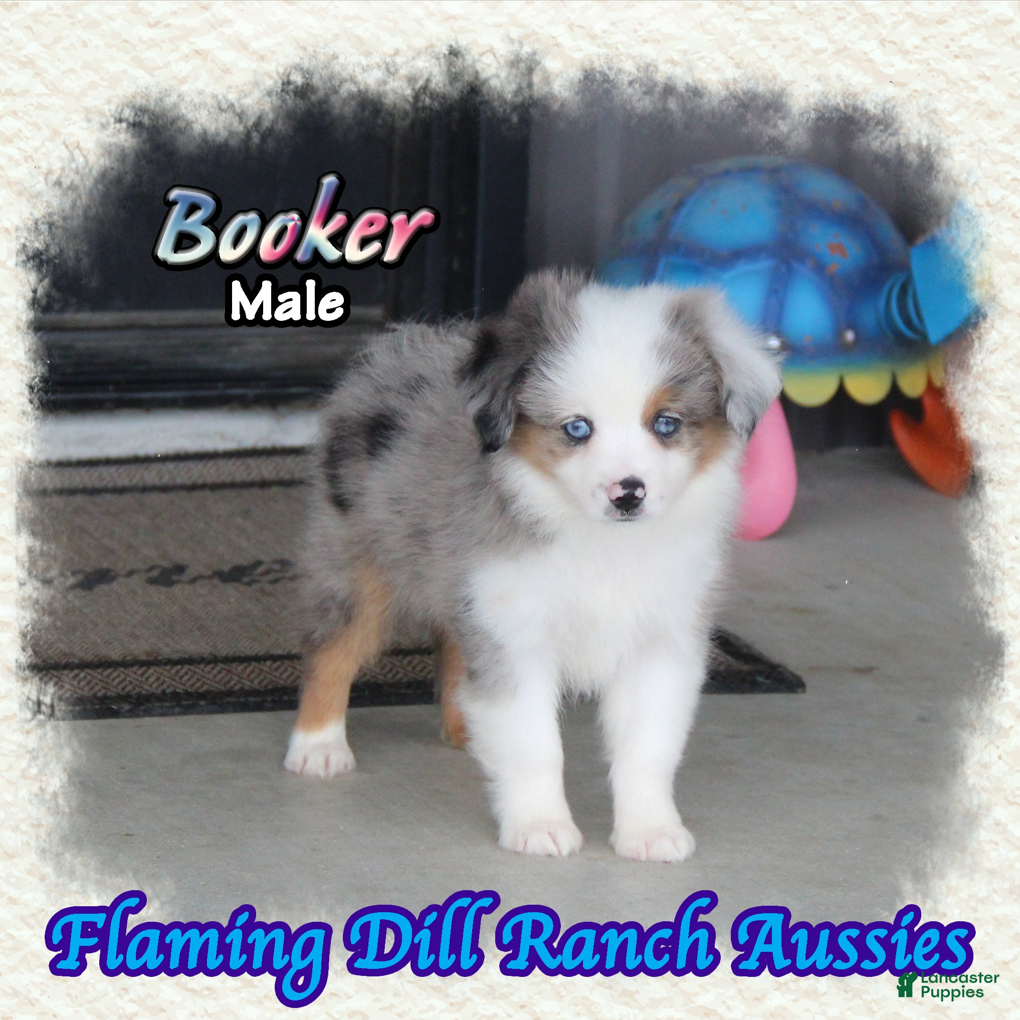 Toy Australian Shepherd dogs for sale: Booker - Ad 1