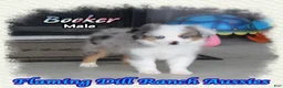 Toy Australian Shepherd dogs for sale: Booker - Ad 1