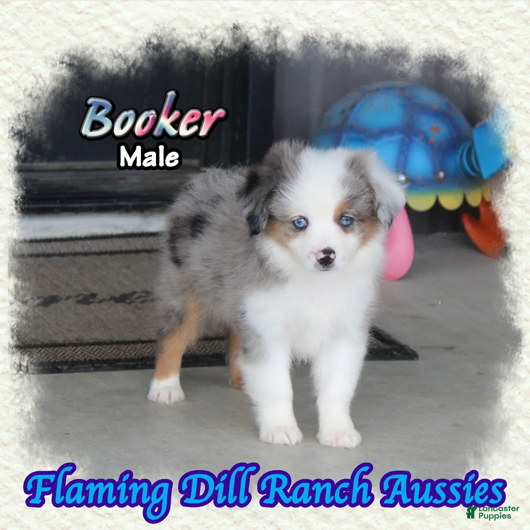 Toy Australian Shepherd dogs for sale: Booker - Ad 1