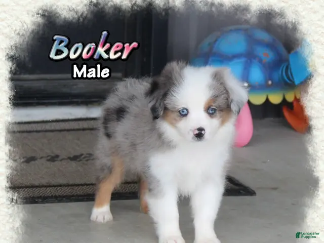 Toy Australian Shepherd dogs for sale: Booker - Ad 1