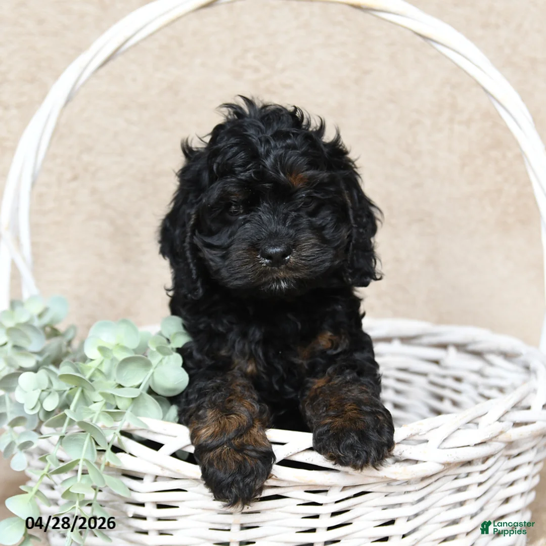 Cockapoo dogs for sale: Fido - Ad 1