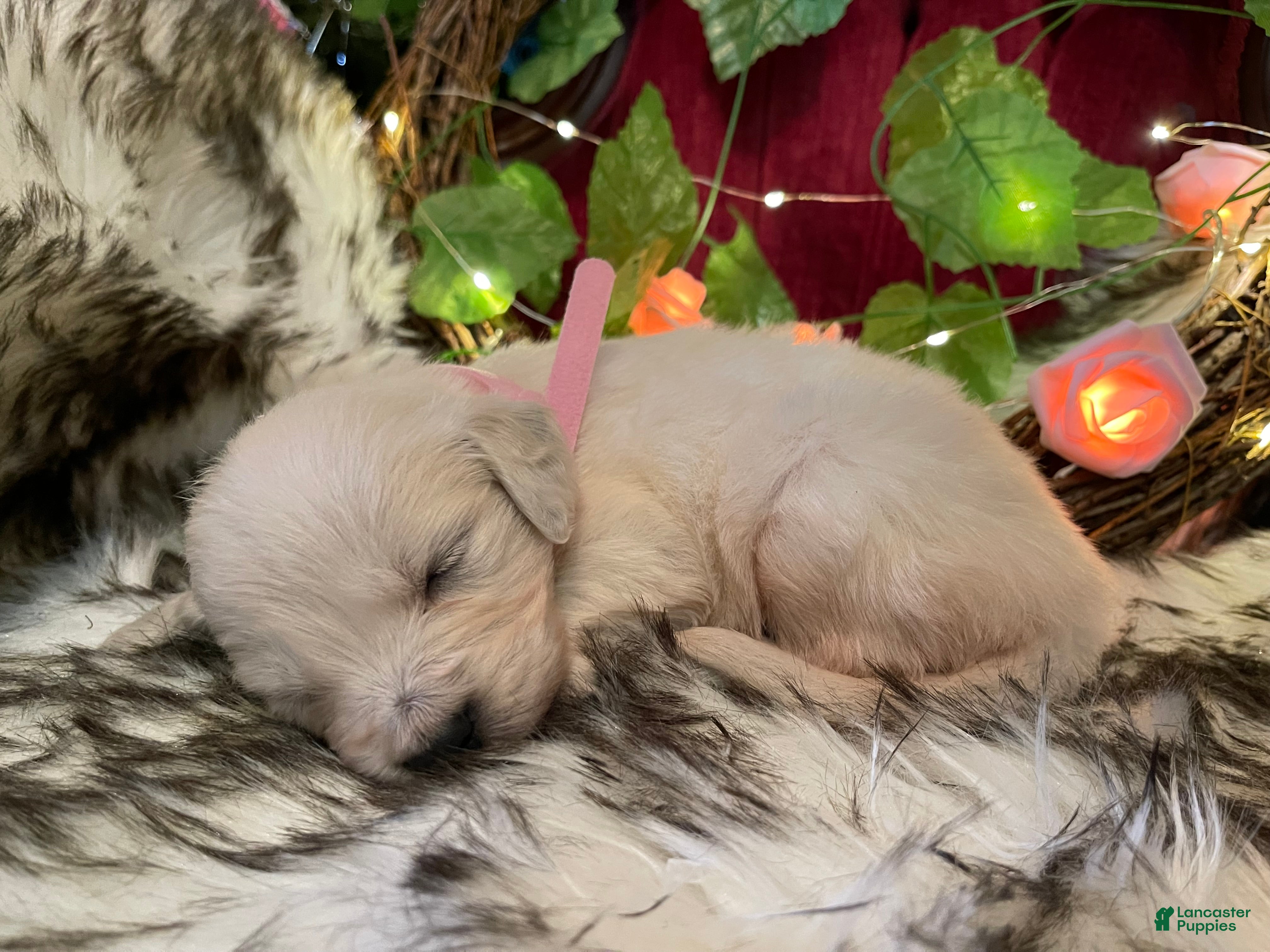 Golden Retriever dogs Maggie - Ad 1