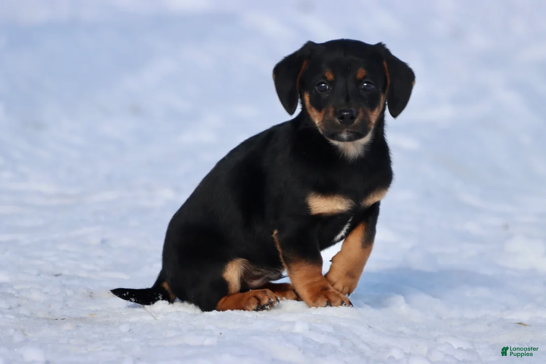 Dachshund dogs for sale: Bullet bill - Ad 2