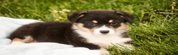Welsh Corgi Pembroke dogs for sale: Zane - Ad 4