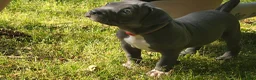 American Bully dogs for sale: Skarlet - Ad 5