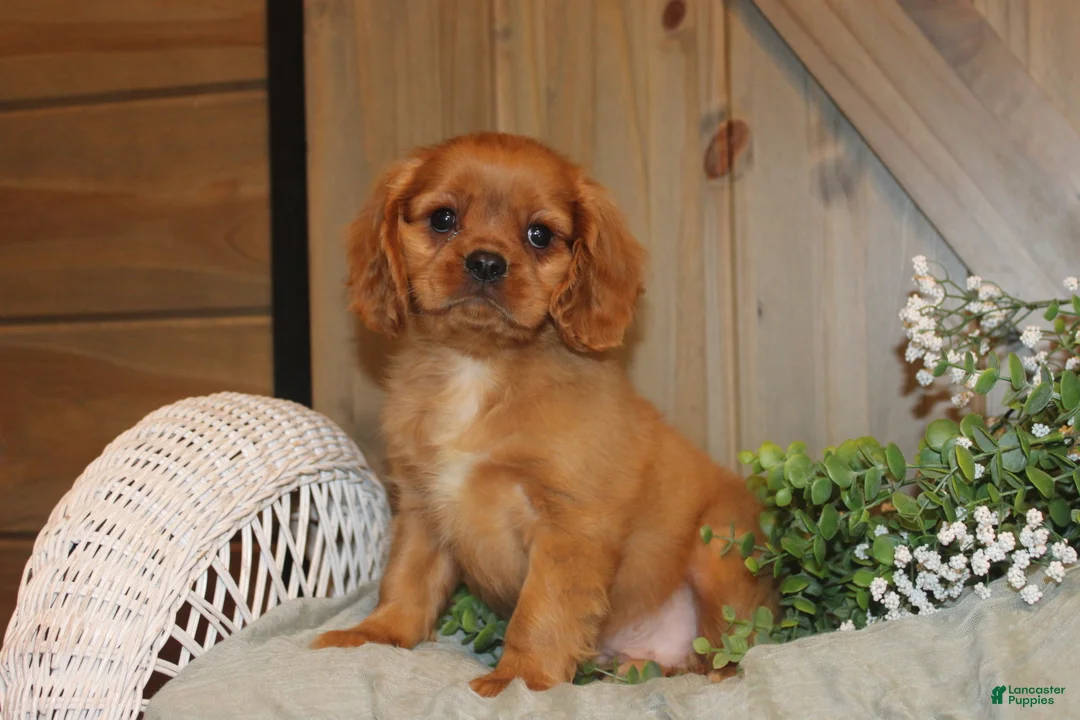 Cavalier King Charles Spaniel dogs for sale: Buster - Ad 4