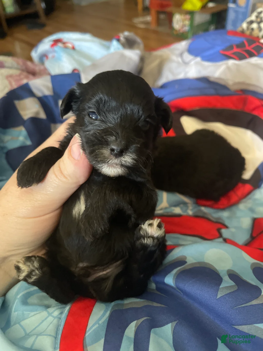 Yorkiepoo dogs for sale: Yorkiepoo 1 - Ad 2