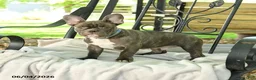 French Bulldog dogs for sale: Charming Charlie - Ad 5