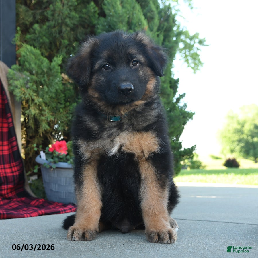 Mixed Breed dogs Rocky  - Ad 1