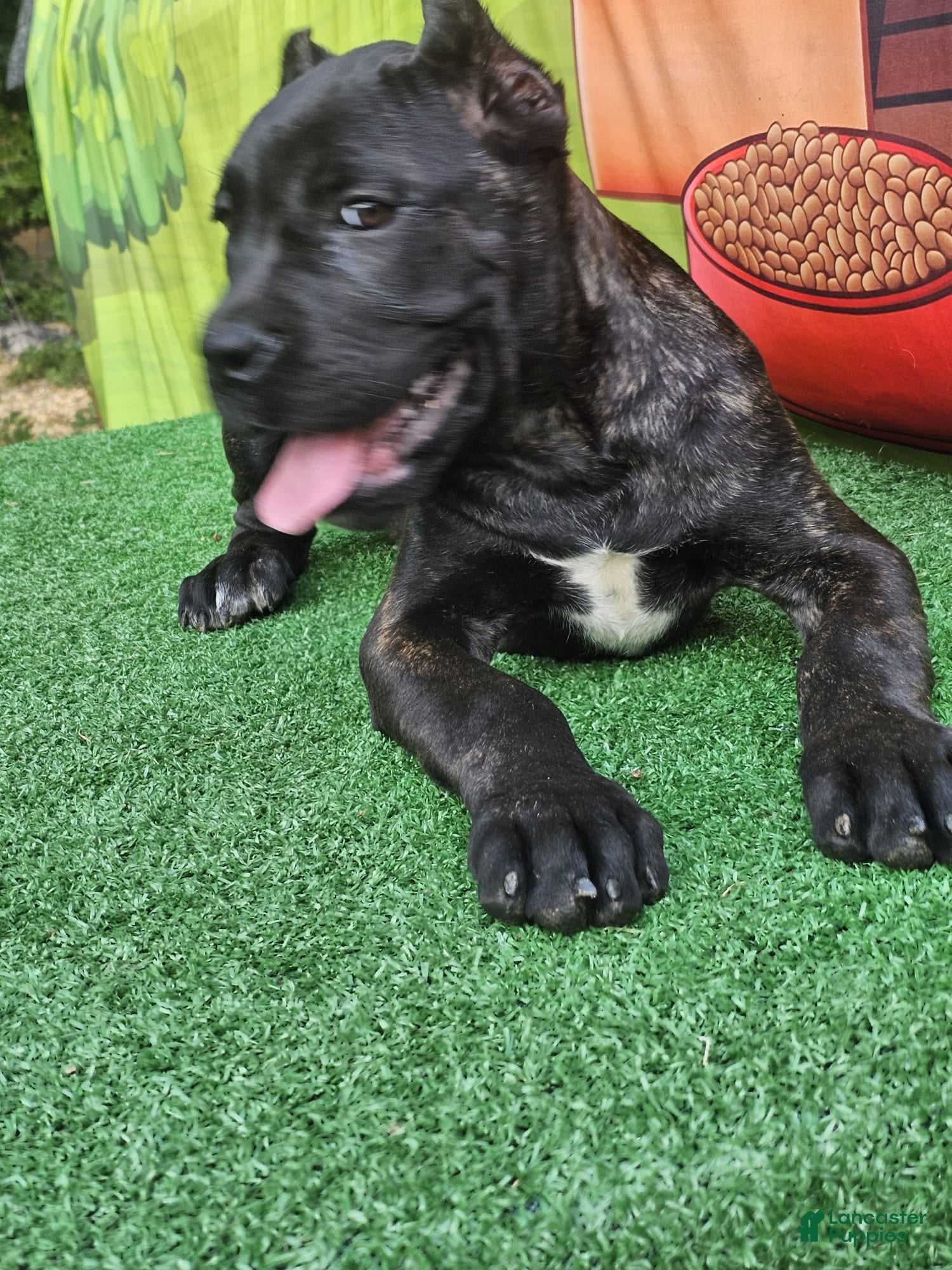 Cane Corso dogs BLAZE - Ad 2