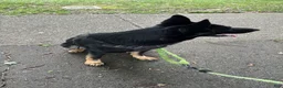 German Shepherd dogs for sale: Bonnie  - Ad 8