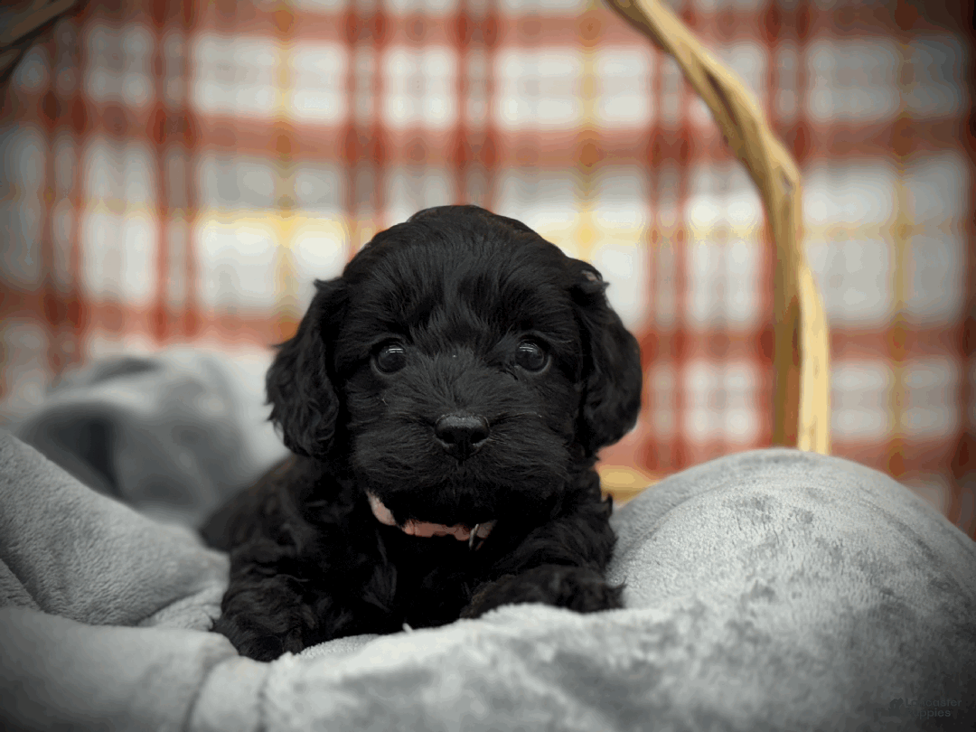 Cockapoo dogs for sale: Autumn  - Ad 8
