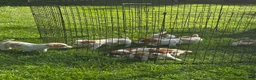 Jack Russell Terrier dogs for sale: Jack Russell Terrier 4 - Ad 18