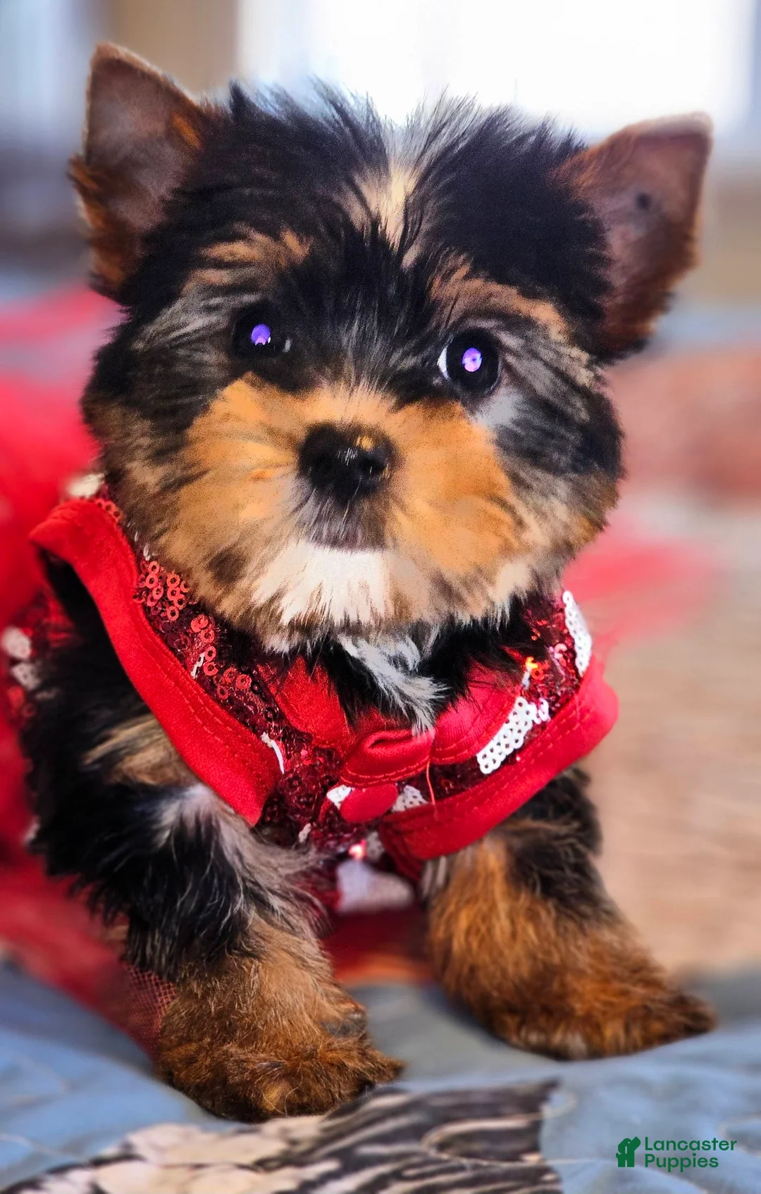 Yorkshire Terrier dogs for sale: Yorkshire Terrier Puppy 1 - Ad 7
