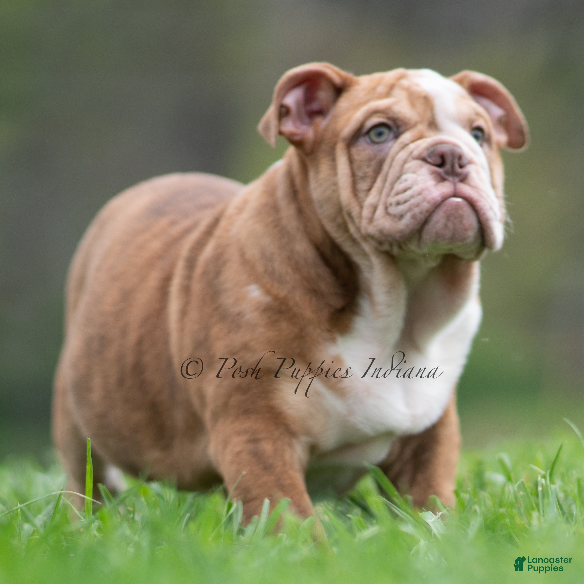 English Bulldog dogs Moose - Ad 1