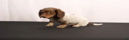 Dachshund dogs for sale: Ricky - Ad 6