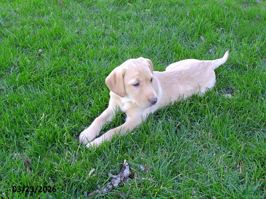 Labrador Retriever dogs Brianna - Ad 1