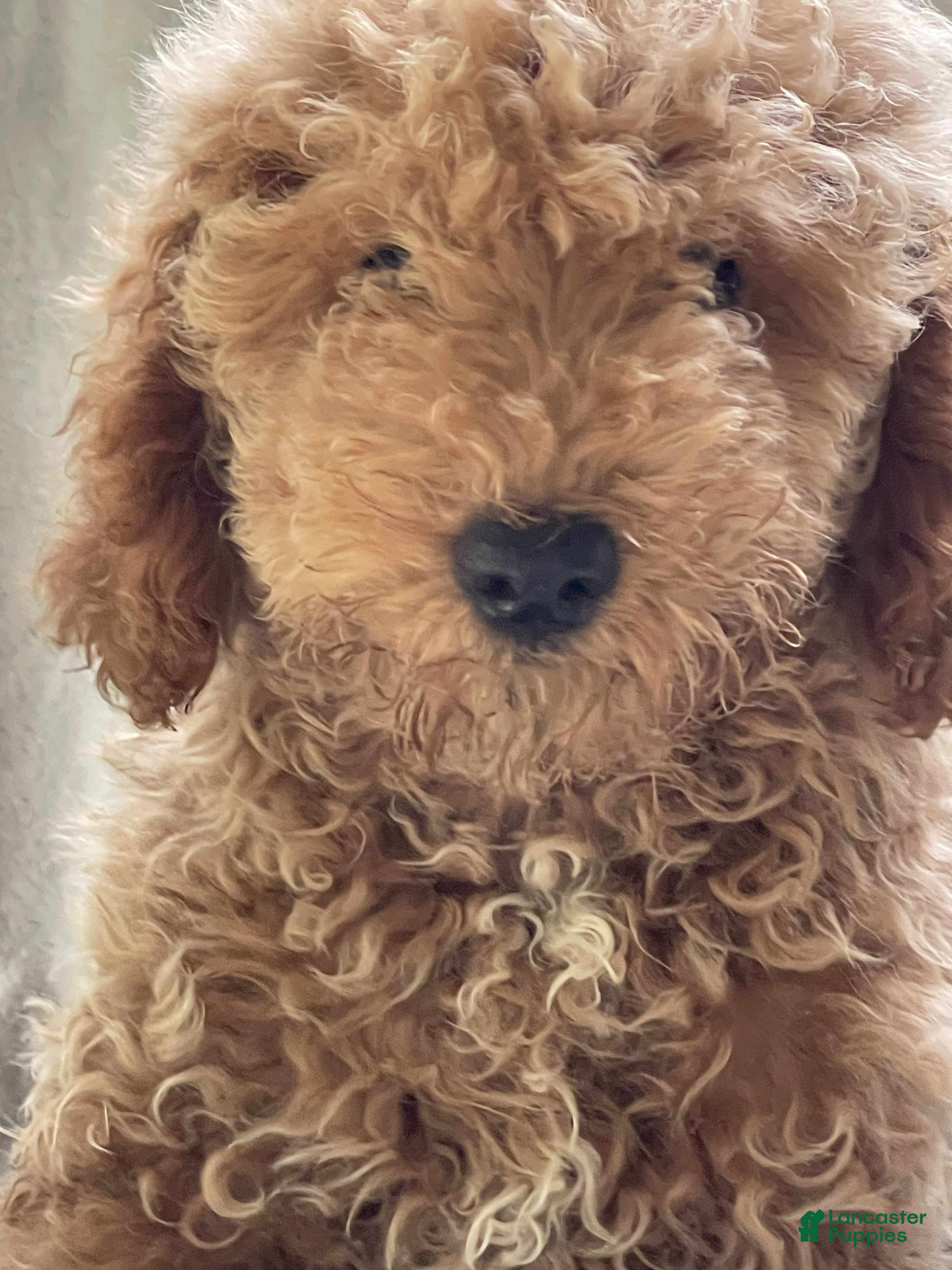 Miniature Poodle dogs Churro - Ad 1