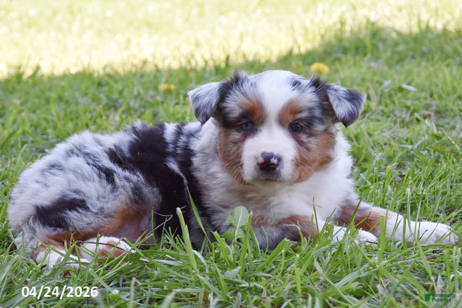 Miniature Australian Shepherd dogs Strawberry - Ad 2