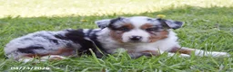 Miniature Australian Shepherd dogs for sale: Strawberry - Ad 2