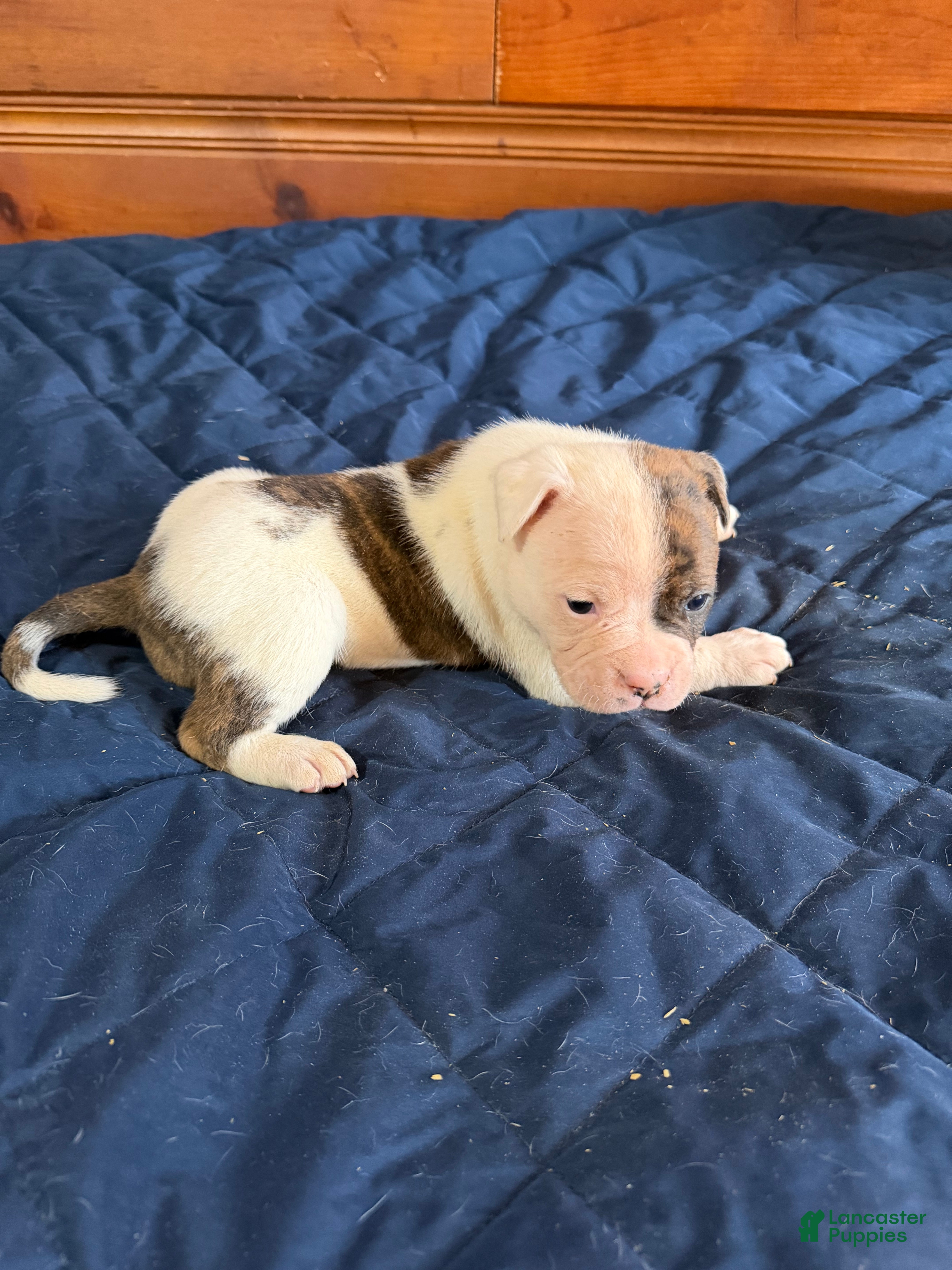 American Bulldog dogs Thor - Ad 5