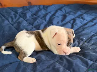 American Bulldog dogs Thor - Ad 4