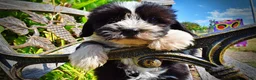 Havapoo dogs for sale: Kibbles - Ad 5