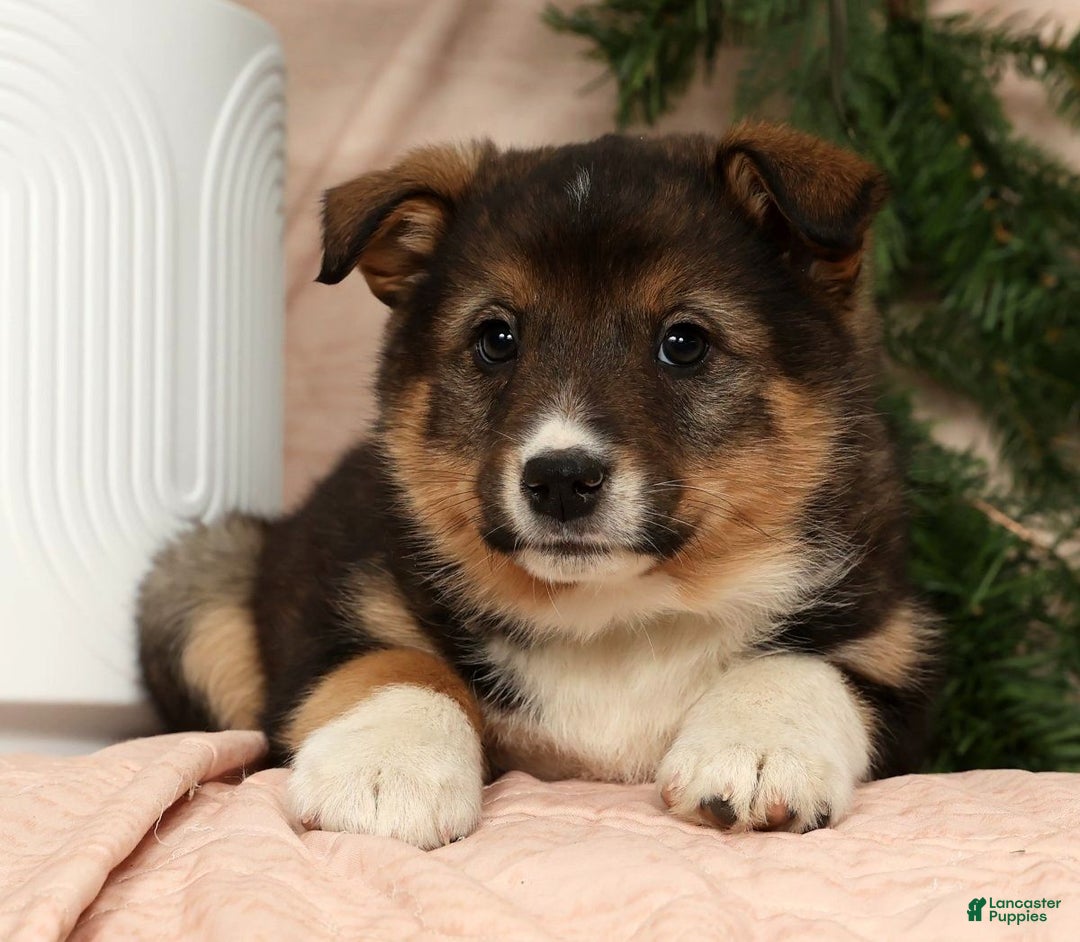 Australian Shepherd dogs for sale: Zeke - Ad 8