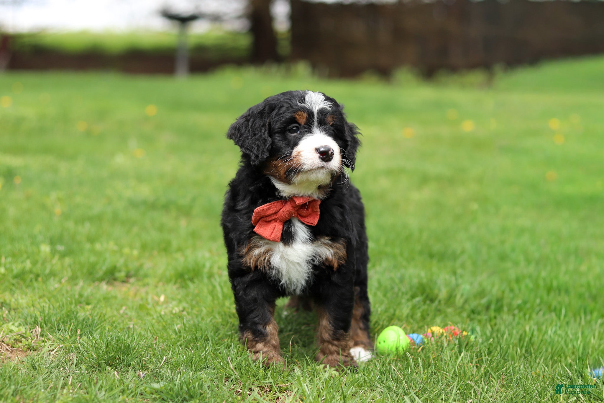 Mini Bernedoodle dogs Tulsi - Ad 2