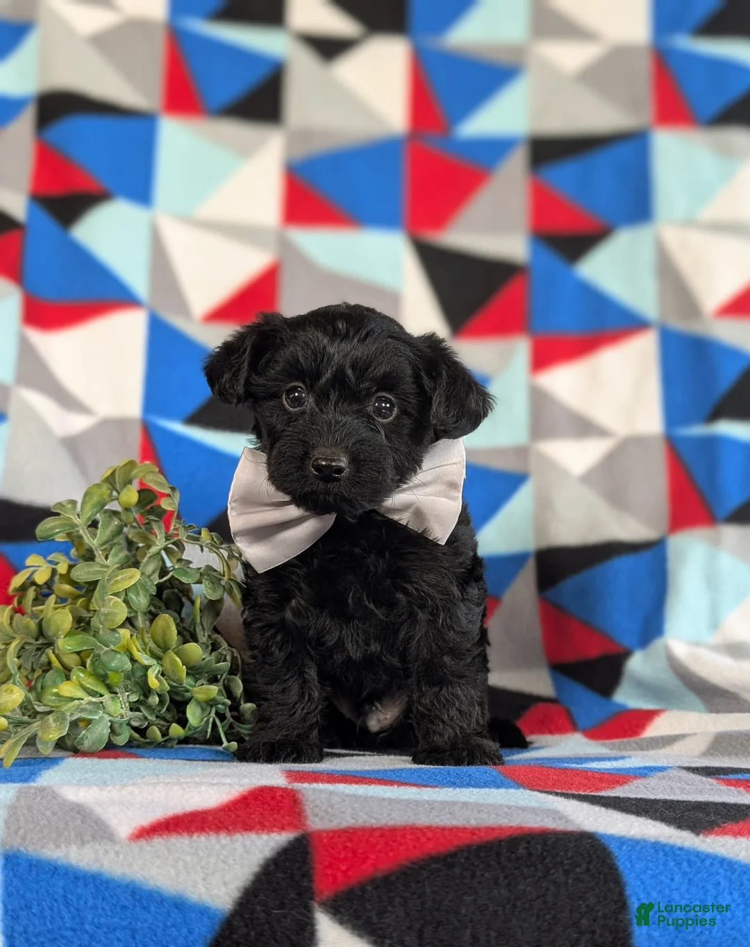 Yorkiepoo dogs for sale: Hugo 6 lbs Full Grown - Ad 1