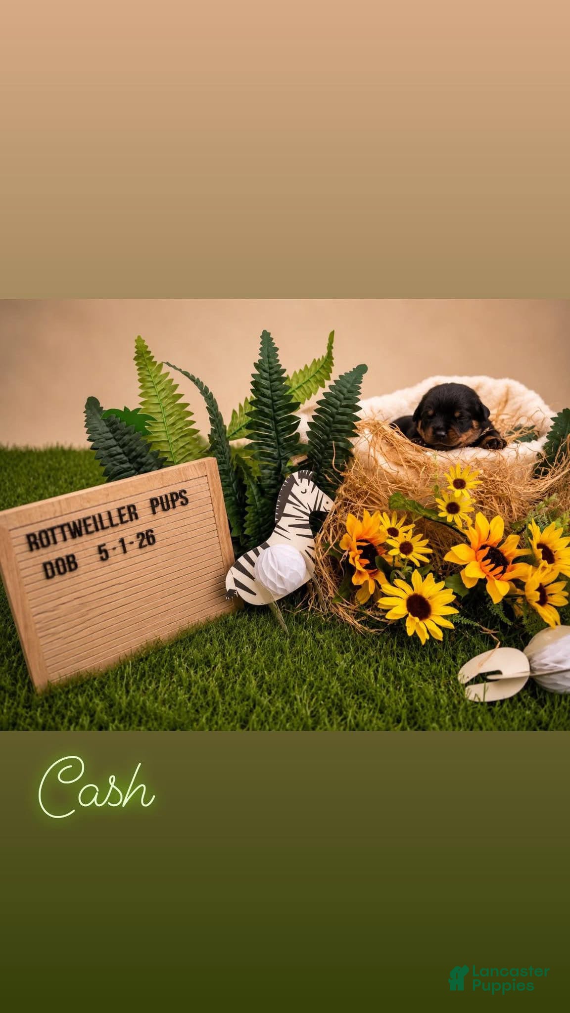 Rottweiler dogs Cash - Ad 10