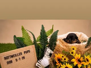 Rottweiler dogs Cash - Ad 22