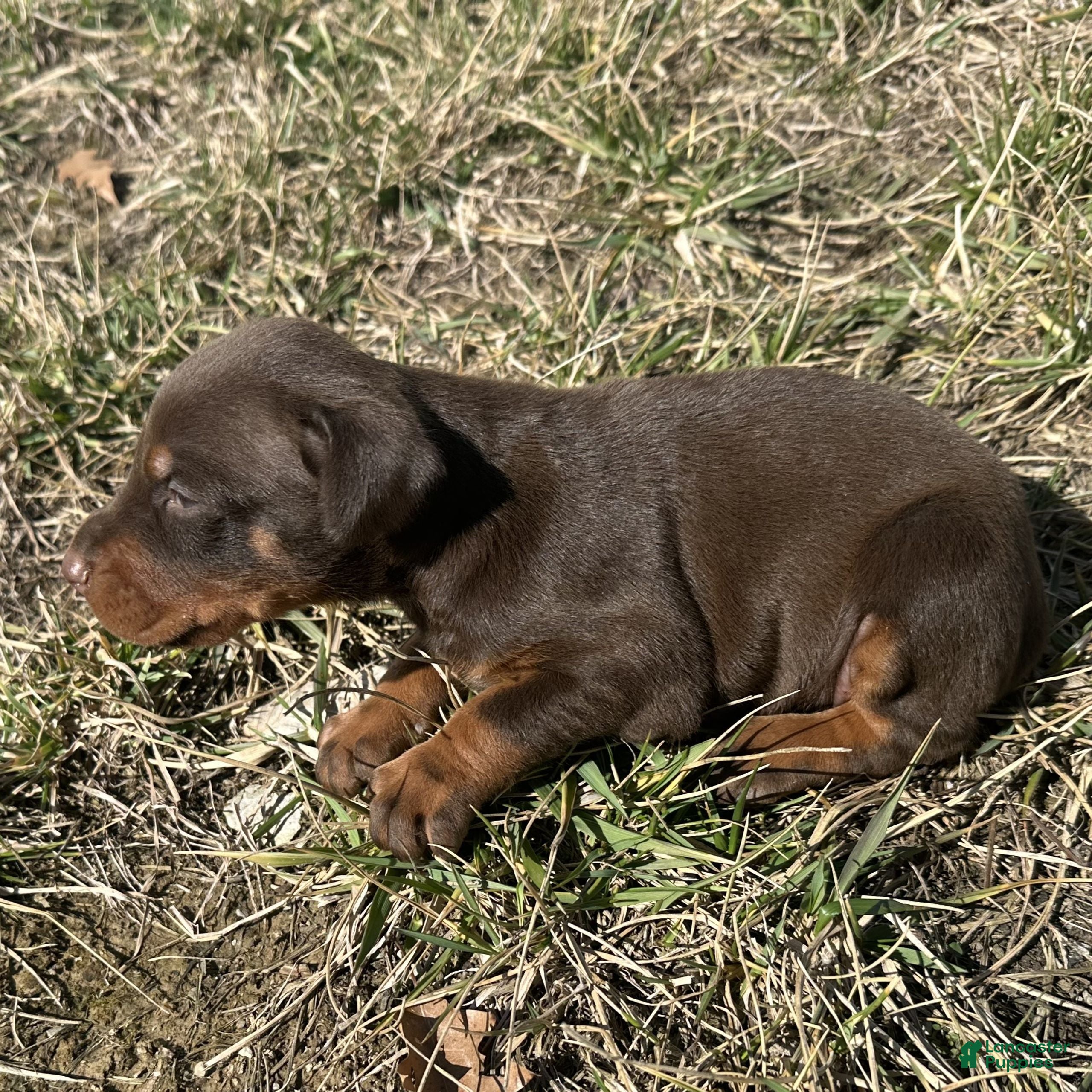 Doberman Pinscher dogs Zoey  - Ad 2