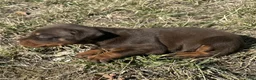 Doberman Pinscher dogs for sale: Zoey  - Ad 2